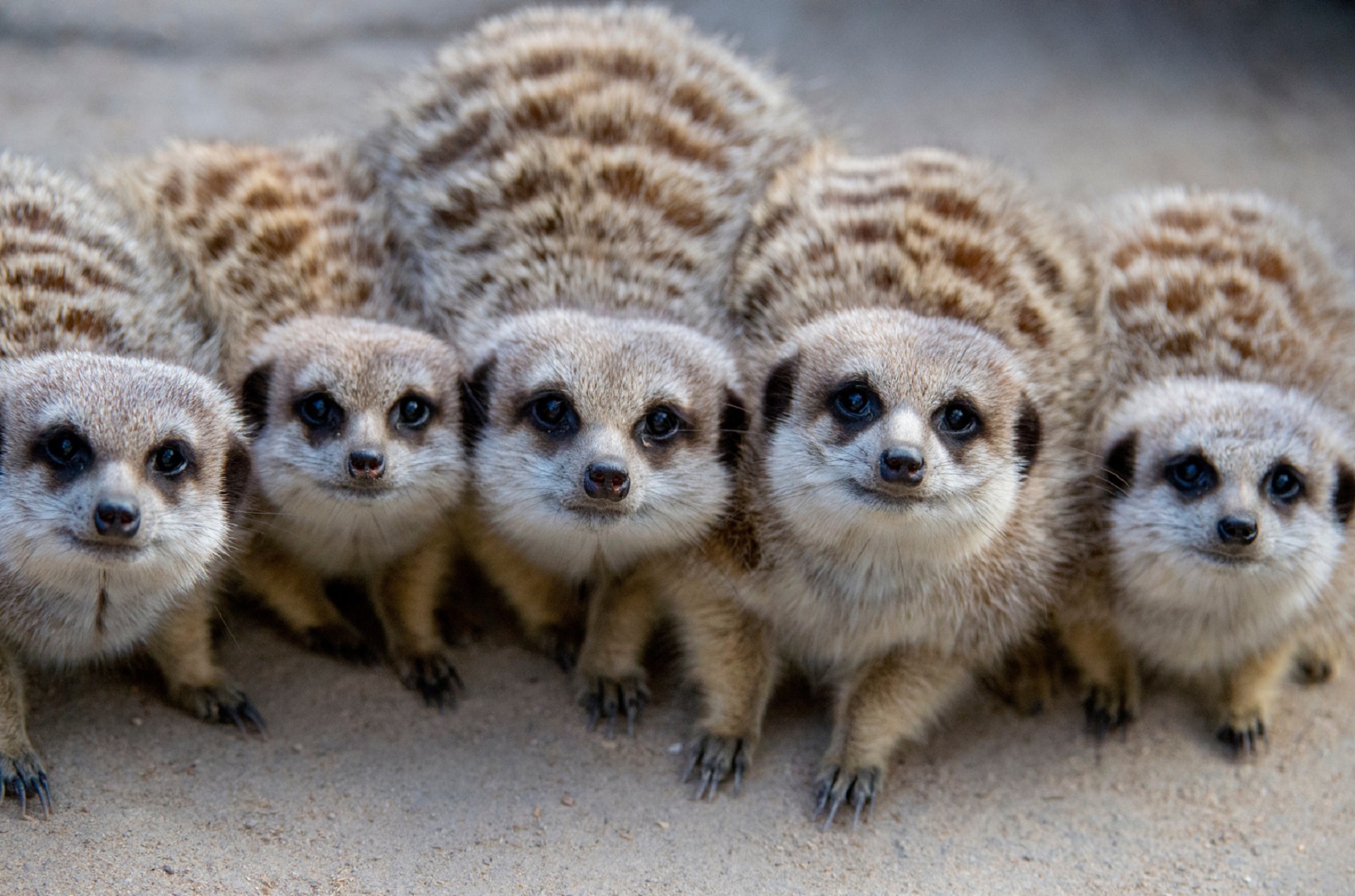 five meerkats looking straight at the viewer at Adelaide Zoo, Adelaide