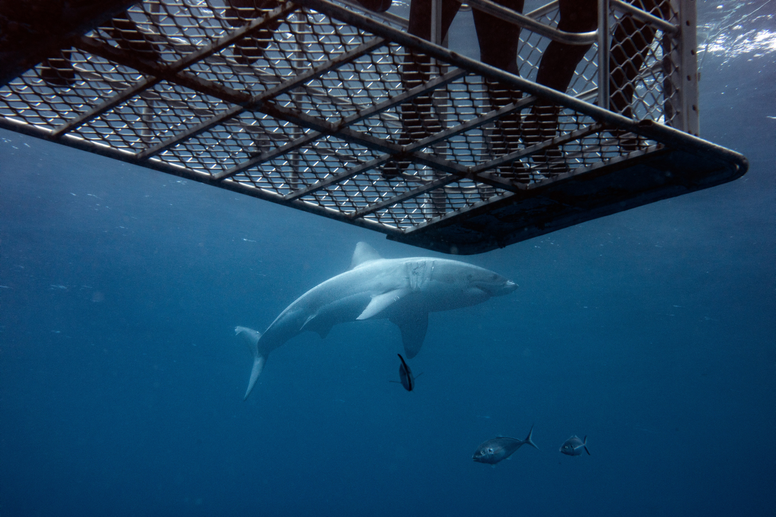 Divers in the safety of a shark cage view a Great White Shark off Neptune Island, Eyre Peninsula