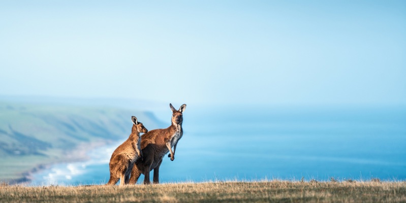 Kangaroo Island Ranks Amongst World’s Prime Journey Spots