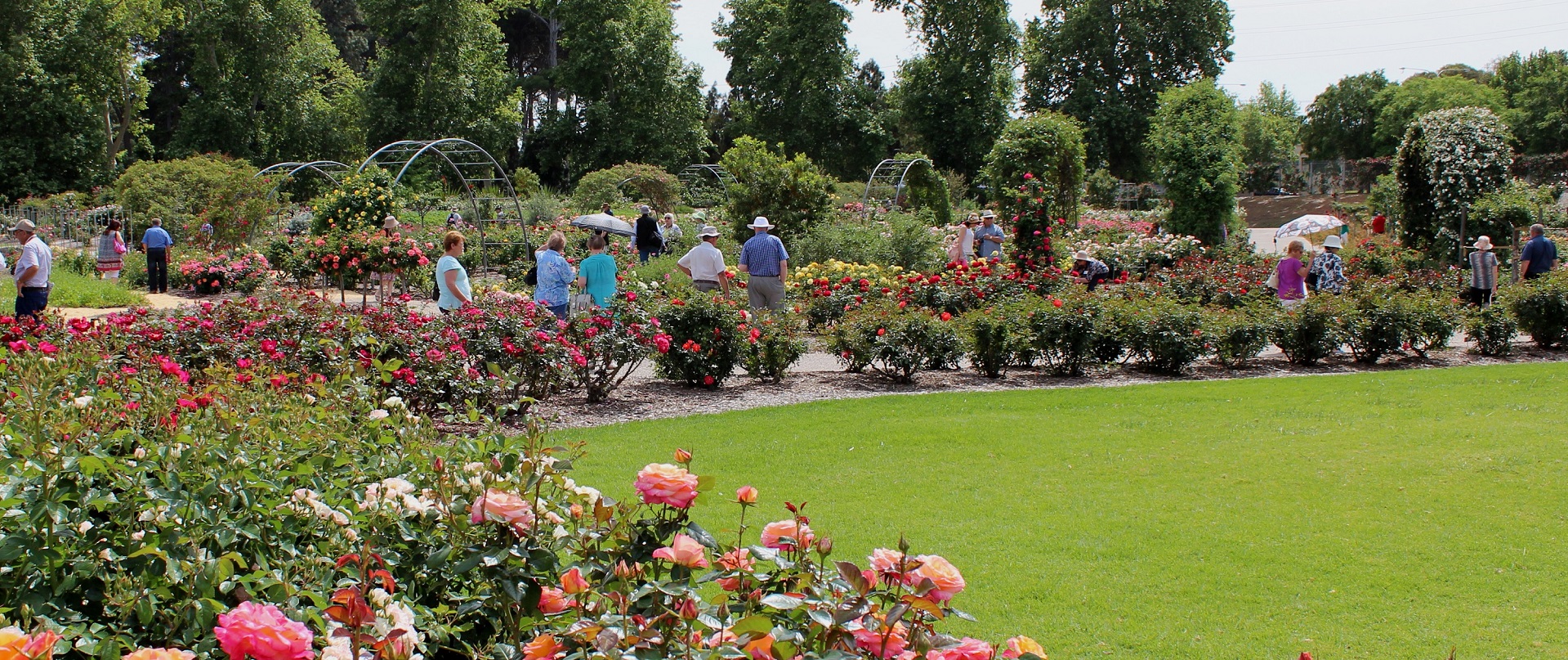Global rose and garden event attracts international visitors To...