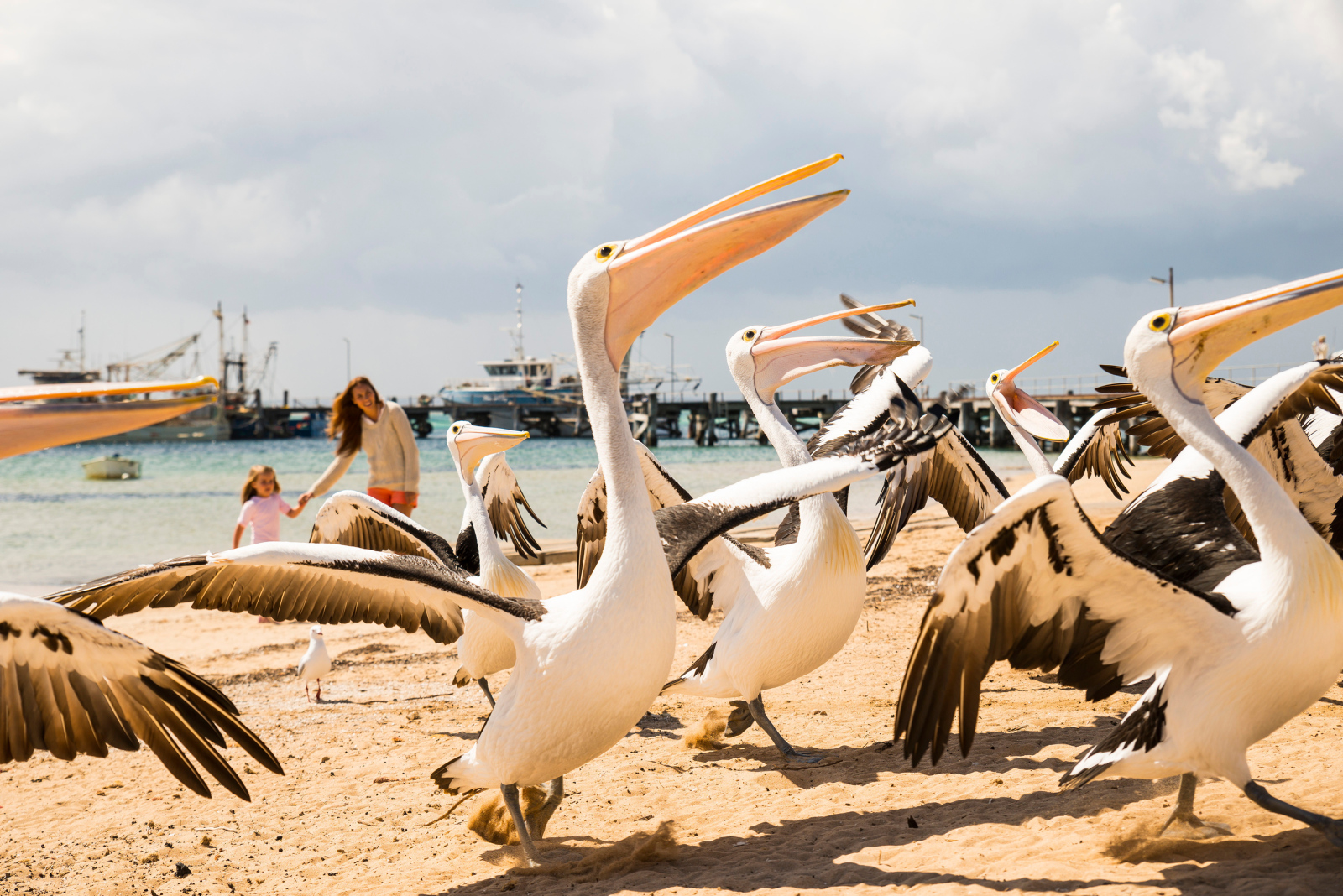 A group of pelicans on the beach at Venus Bay, Eyre Peninsula